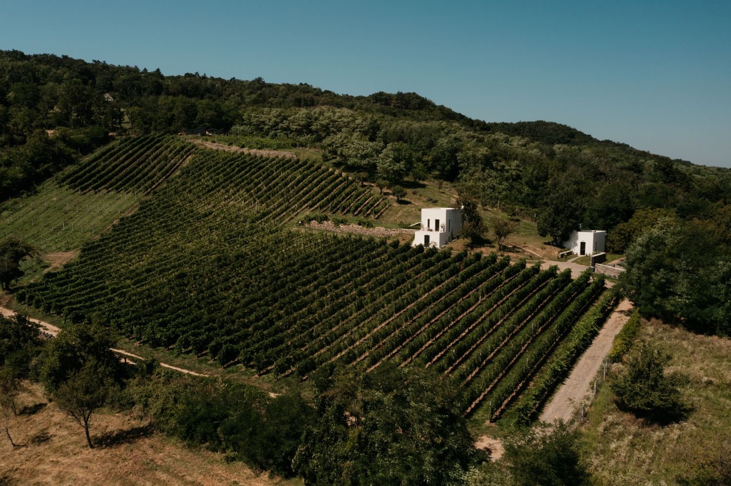 Légi felvétel a birtokról: rendezett szőlősorok, közöttük apró fehér házak, a tájat fákkal szegélyezett vidéki panoráma öleli körül, tiszta kék ég alatt.